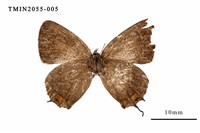 藏品(渡氏烏灰蝶)的圖片